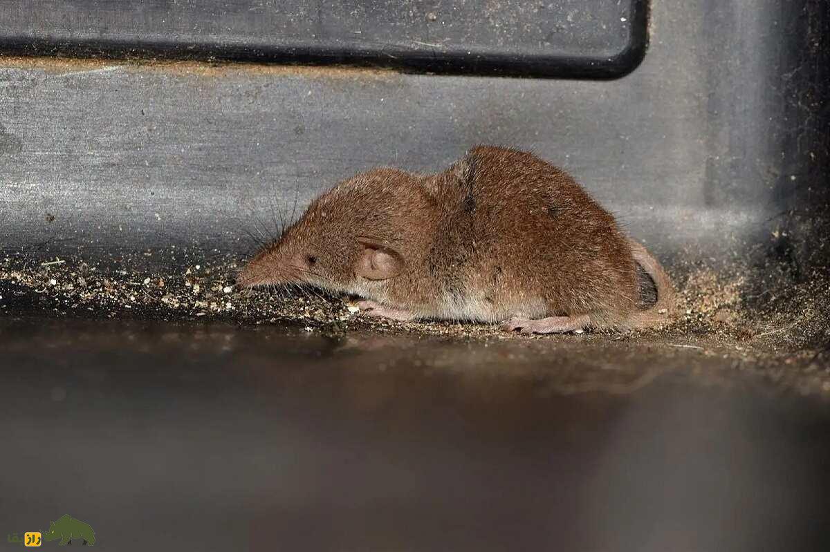 حشرهخوار اتروسی؛ حیوان ۴ سانتی که کوچکترین پستاندار دنیاست و ۵ برابر وزنش غذا میخورد حشرهخوار اتروسی؛ حیوان ۴ سانتی که کوچکترین پستاندار دنیاست و ۵ برابر وزنش غذا میخورد