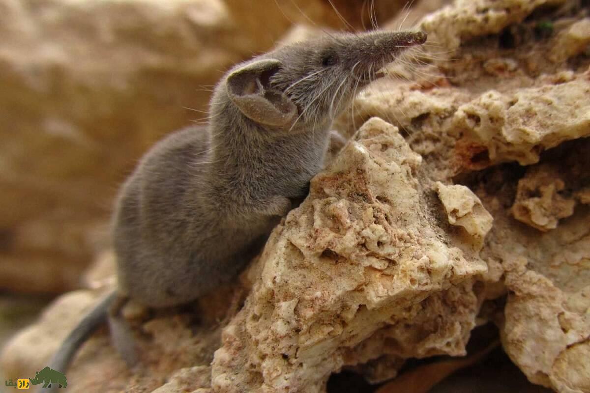 حشرهخوار اتروسی؛ حیوان ۴ سانتی که کوچکترین پستاندار دنیاست و ۵ برابر وزنش غذا میخورد حشرهخوار اتروسی؛ حیوان ۴ سانتی که کوچکترین پستاندار دنیاست و ۵ برابر وزنش غذا میخورد