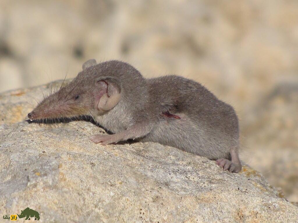 حشرهخوار اتروسی؛ حیوان ۴ سانتی که کوچکترین پستاندار دنیاست و ۵ برابر وزنش غذا میخورد حشرهخوار اتروسی؛ حیوان ۴ سانتی که کوچکترین پستاندار دنیاست و ۵ برابر وزنش غذا میخورد