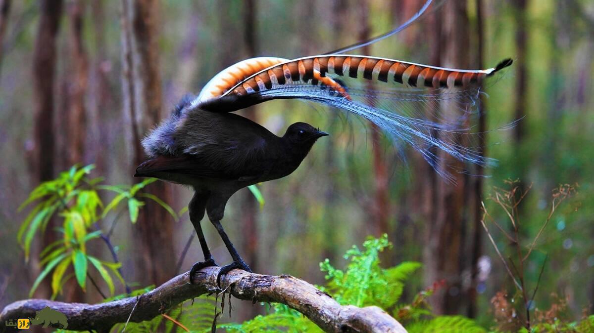 چنگ‌مرغ نشسته بر روی شاخه یک درخت