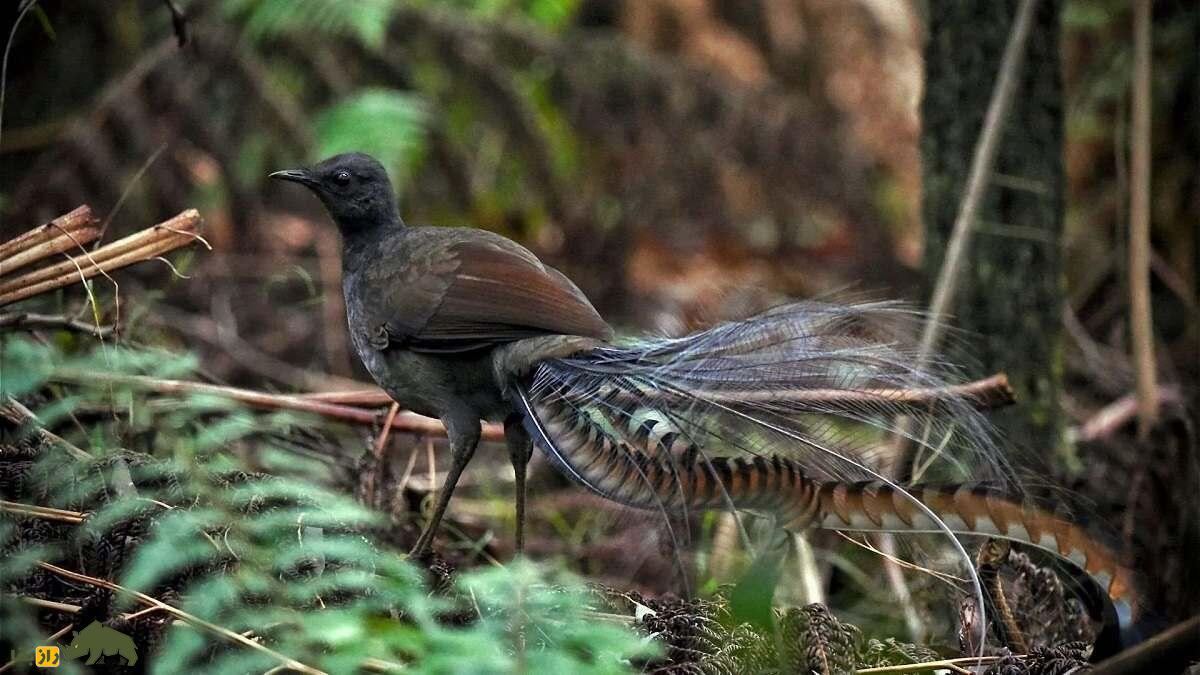 چنگ‌مرغ؛ پرنده عجیبی که هم صدای انسان و هم صدای بازی‌های ویدئویی را تقلید می‌کند