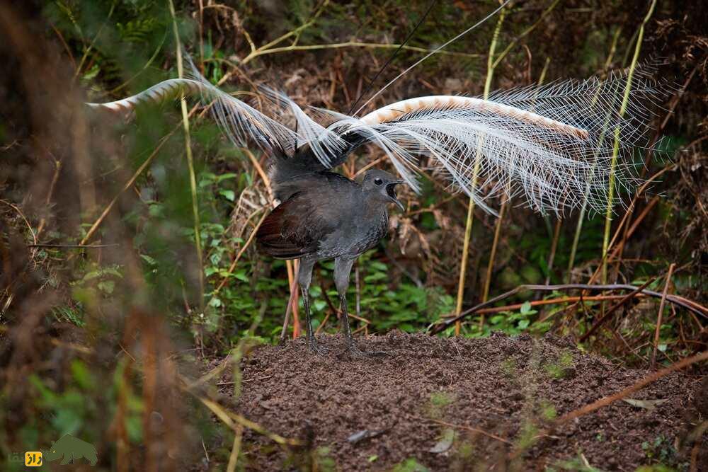 چنگ‌مرغ؛ پرنده عجیبی که هم صدای انسان و هم صدای بازی‌های ویدئویی را تقلید می‌کند