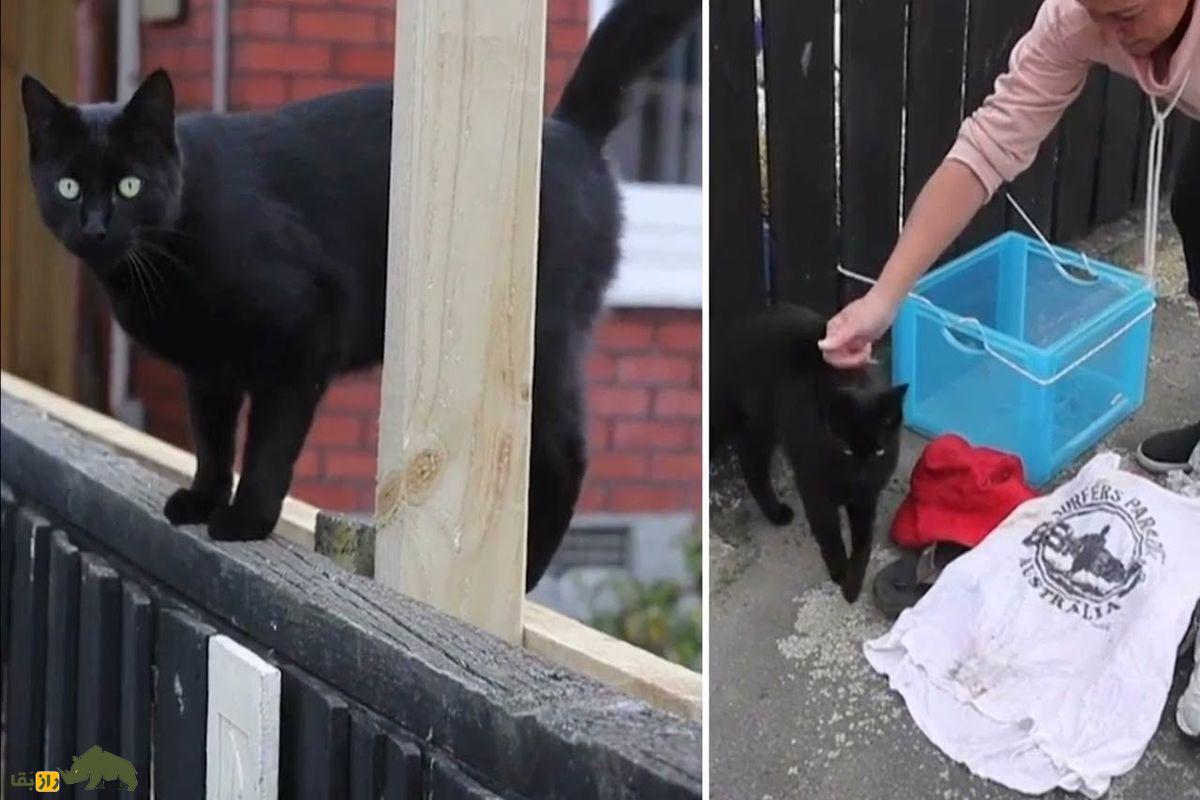 گربه‌ای در نیوزیلند که به خاطر دزدی لباس‌های زیر زنان معروف است