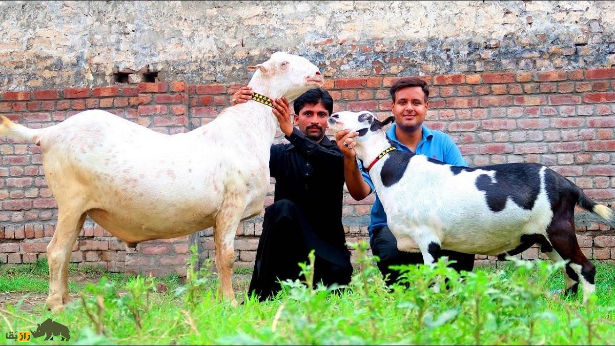 بز تِدی؛ بز مشهور پاکستانی با گوش‌های دراز که نماد خوشبختی است و صاحبش را ثروتمند می‌کند!