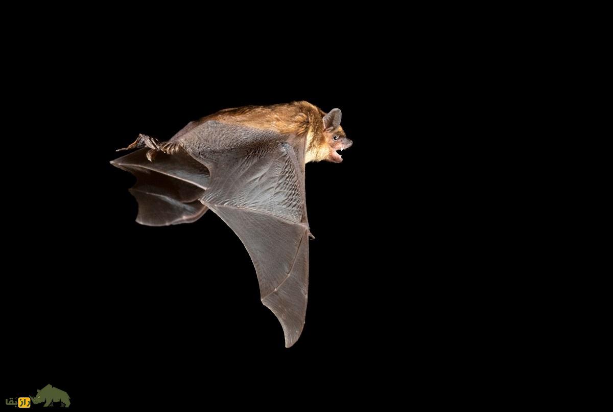 خفاش قهوهای؛ پرنده عجیبی که با نرهای زیادی نر جفتگیری و اسپرمها را ذخیره میکند خفاش قهوهای؛ پرنده عجیبی که با نرهای زیادی نر جفتگیری و اسپرمها را ذخیره میکند