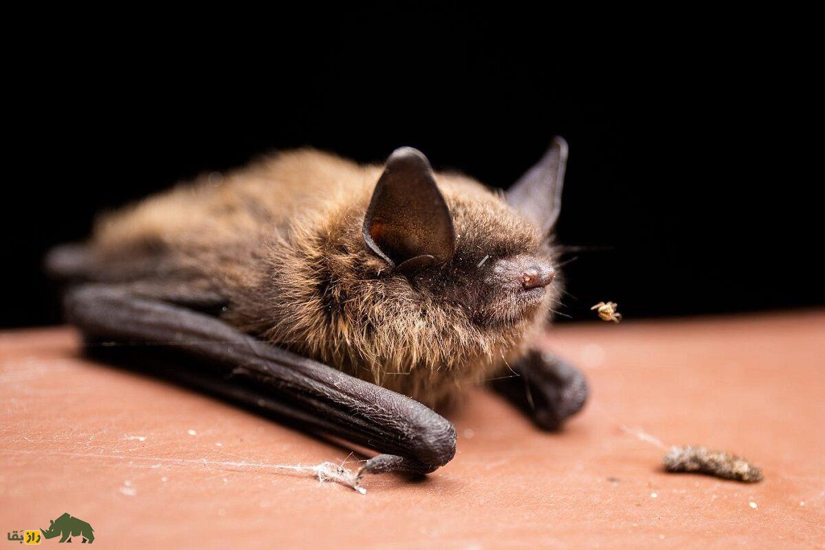 خفاش قهوهای؛ پرنده عجیبی که با نرهای زیادی نر جفتگیری و اسپرمها را ذخیره میکند خفاش قهوهای؛ پرنده عجیبی که با نرهای زیادی نر جفتگیری و اسپرمها را ذخیره میکند