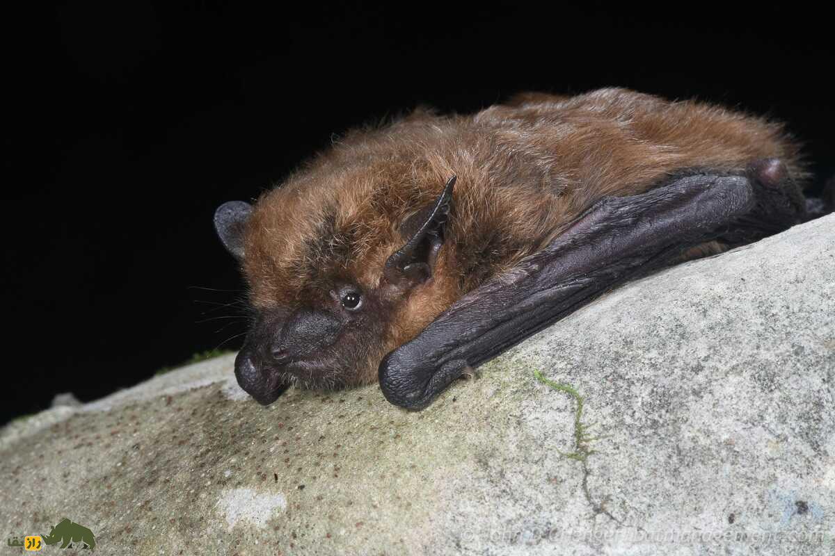 خفاش قهوهای؛ پرنده عجیبی که با نرهای زیادی نر جفتگیری و اسپرمها را ذخیره میکند خفاش قهوهای؛ پرنده عجیبی که با نرهای زیادی نر جفتگیری و اسپرمها را ذخیره میکند