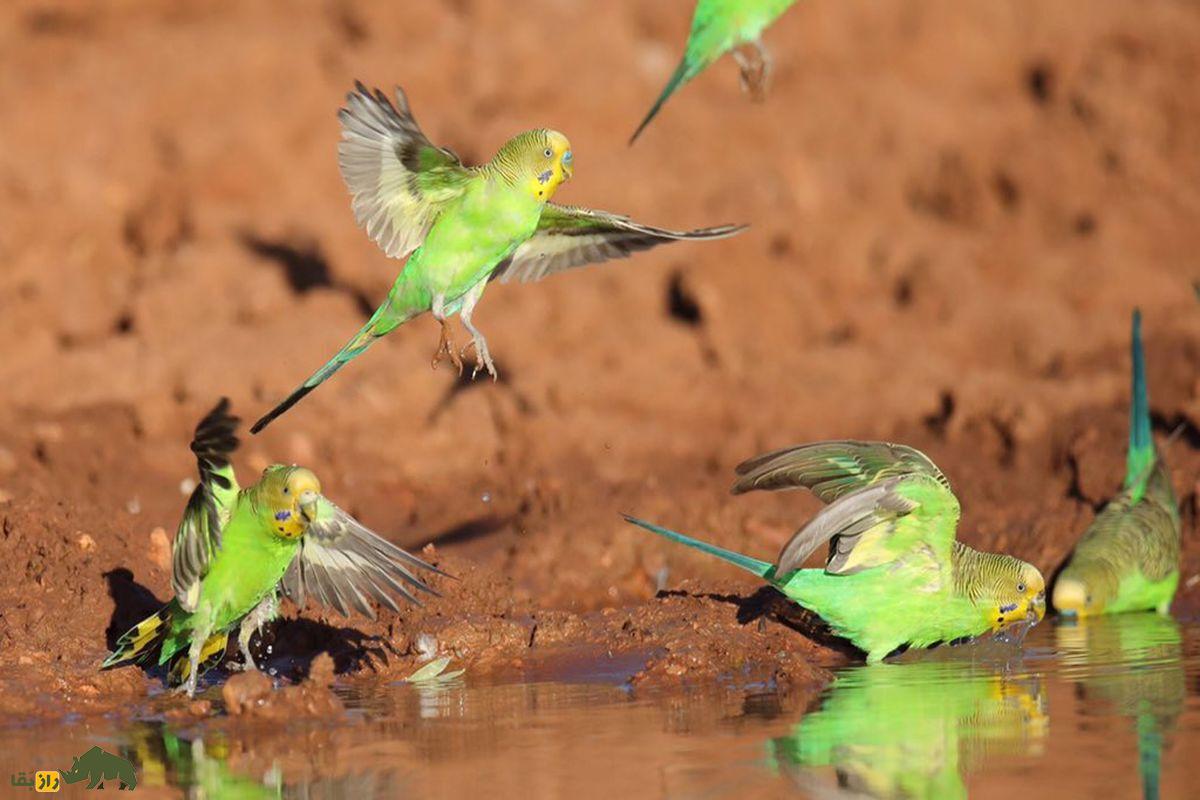مرغ عشق سبز در حال آب خوردن در بیابان
