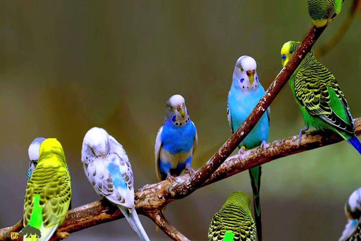 چند مرغ عشق سبز و آبی بر روی درخت