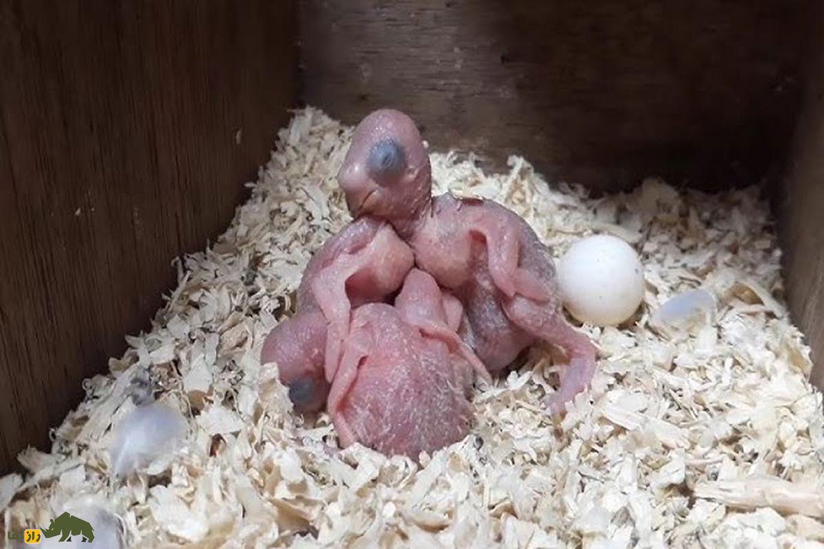 جوجه و تخم مرغ عشق