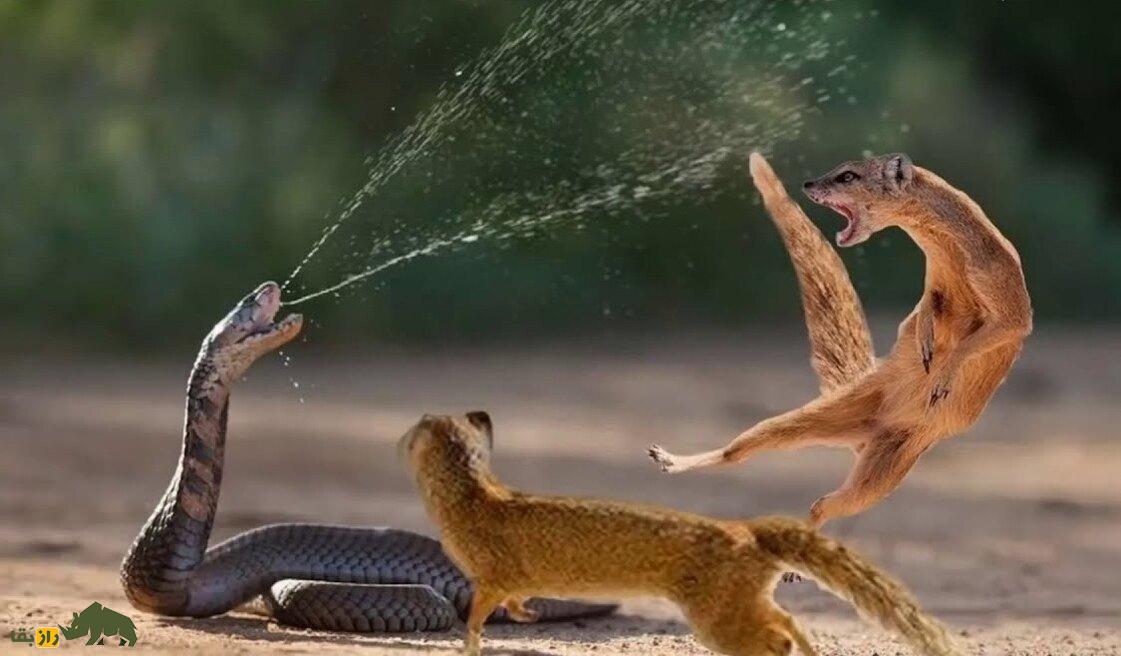 خدنگ؛ تنها حیوانی که در برابر نیش مار مقاوم است