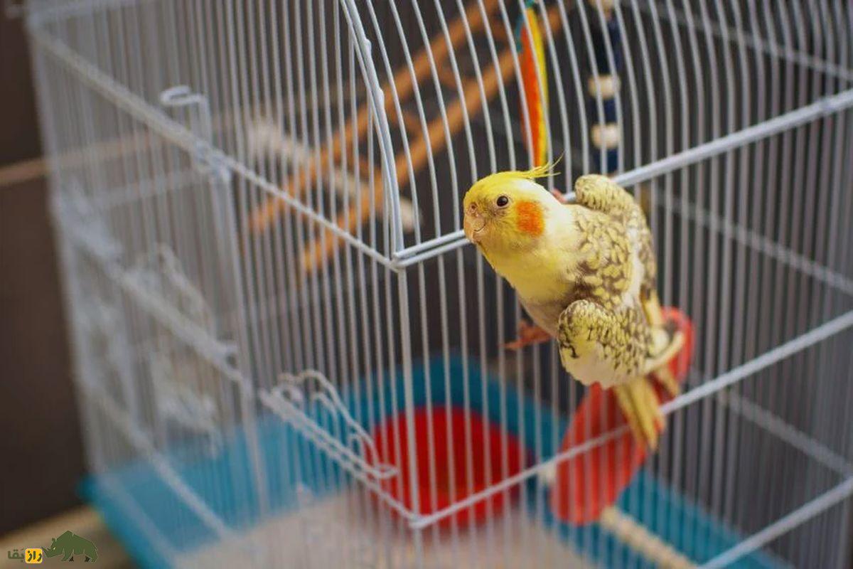 ۷ حقیقت جالب راجع به عروس هلندیها عروس هلندی روی قفس