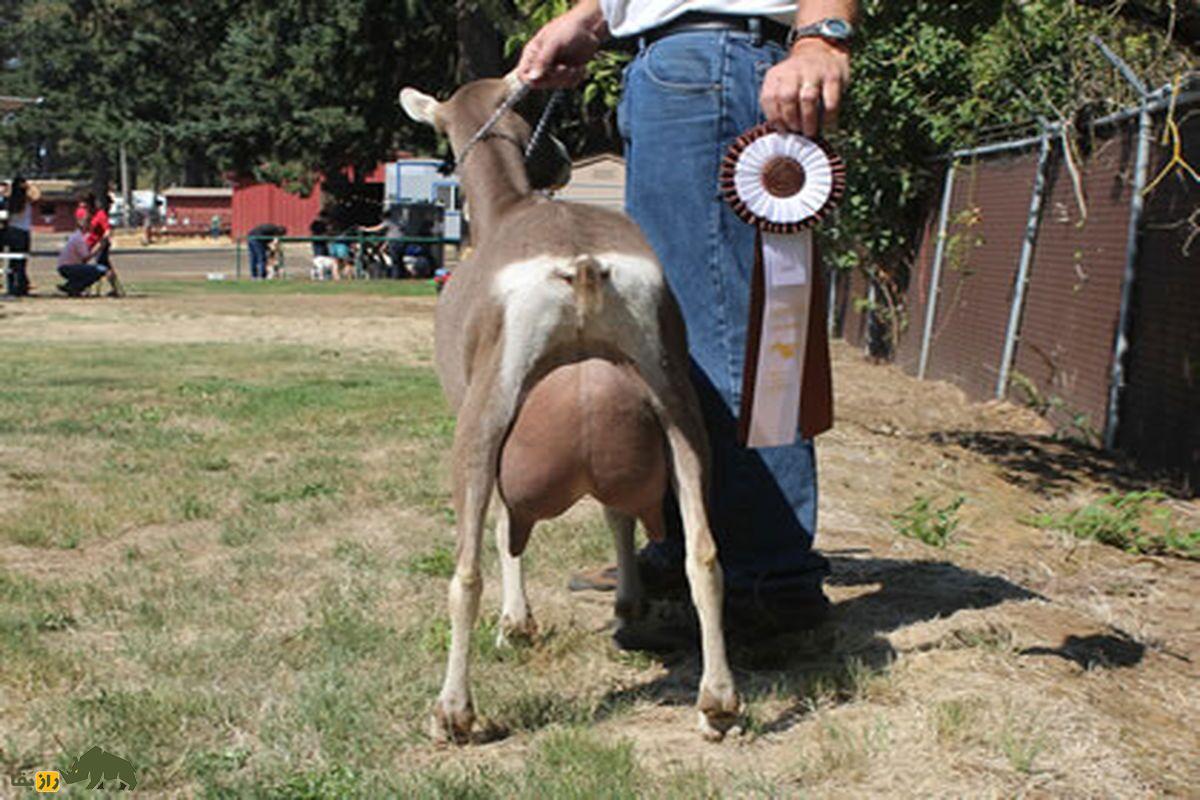 بز توگنبرگ؛ بز سوئیسی که ماشین تولید شیر است و دو برابر یک گاو شیر میدهد بز توگنبرگ؛ بز سوئیسی که ماشین تولید شیر است و دو برابر یک گاو شیر میدهد
