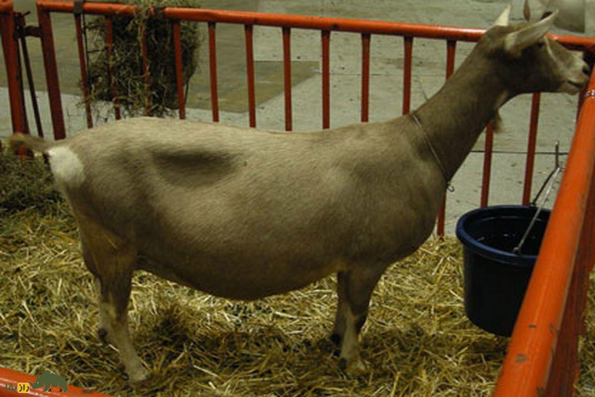 بز توگنبرگ؛ بز کم غذایی که دوبرابر یک گاو شیر میدهد بز توگنبرگ قهوه ای در طویله