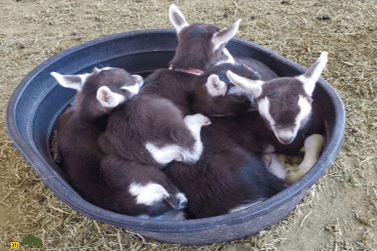 بز توگنبرگ؛ بز کم غذایی که دوبرابر یک گاو شیر میدهد بز توگنبرگ بچه سیاه سفید در سطل آبی