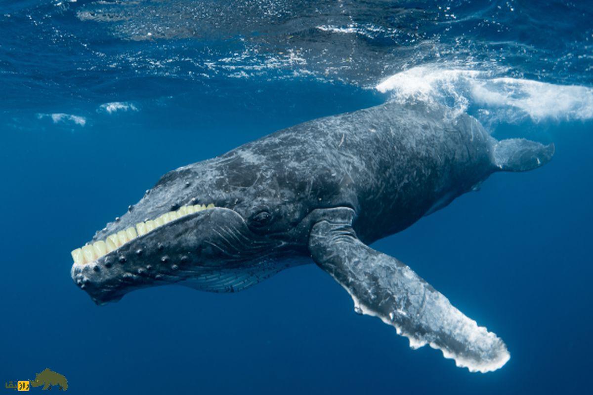 (ویدئو) تکامل نهنگ؛ موجود پاکستانی شبیه گرگ که به نهنگ تبدیل شد نهنگ گوژپشت در اقیانوس