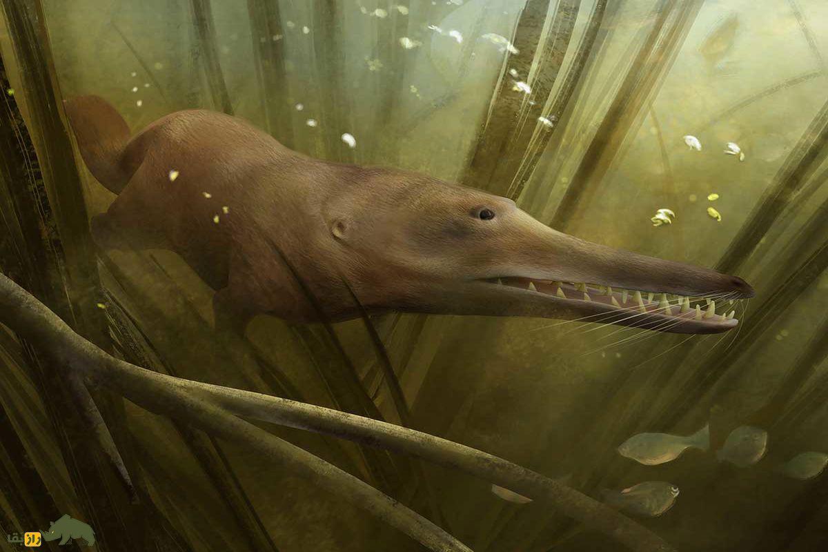 (ویدئو) تکامل نهنگ؛ موجود پاکستانی شبیه گرگ که به نهنگ تبدیل شد موجود پاکستانی شبیه گرگ که به نهنگ تبدیل شد