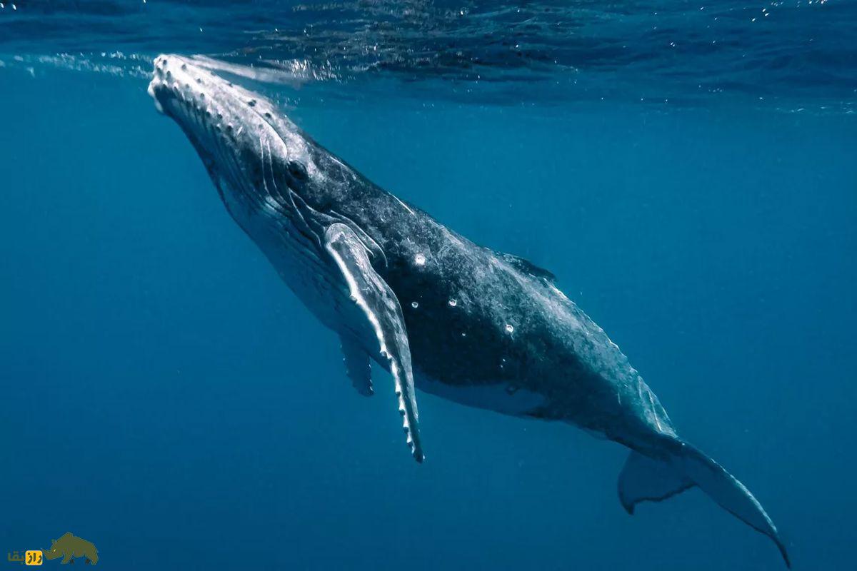 (ویدئو) تکامل نهنگ؛ موجود پاکستانی شبیه گرگ که به نهنگ تبدیل شد نهنگ گوژ پشت