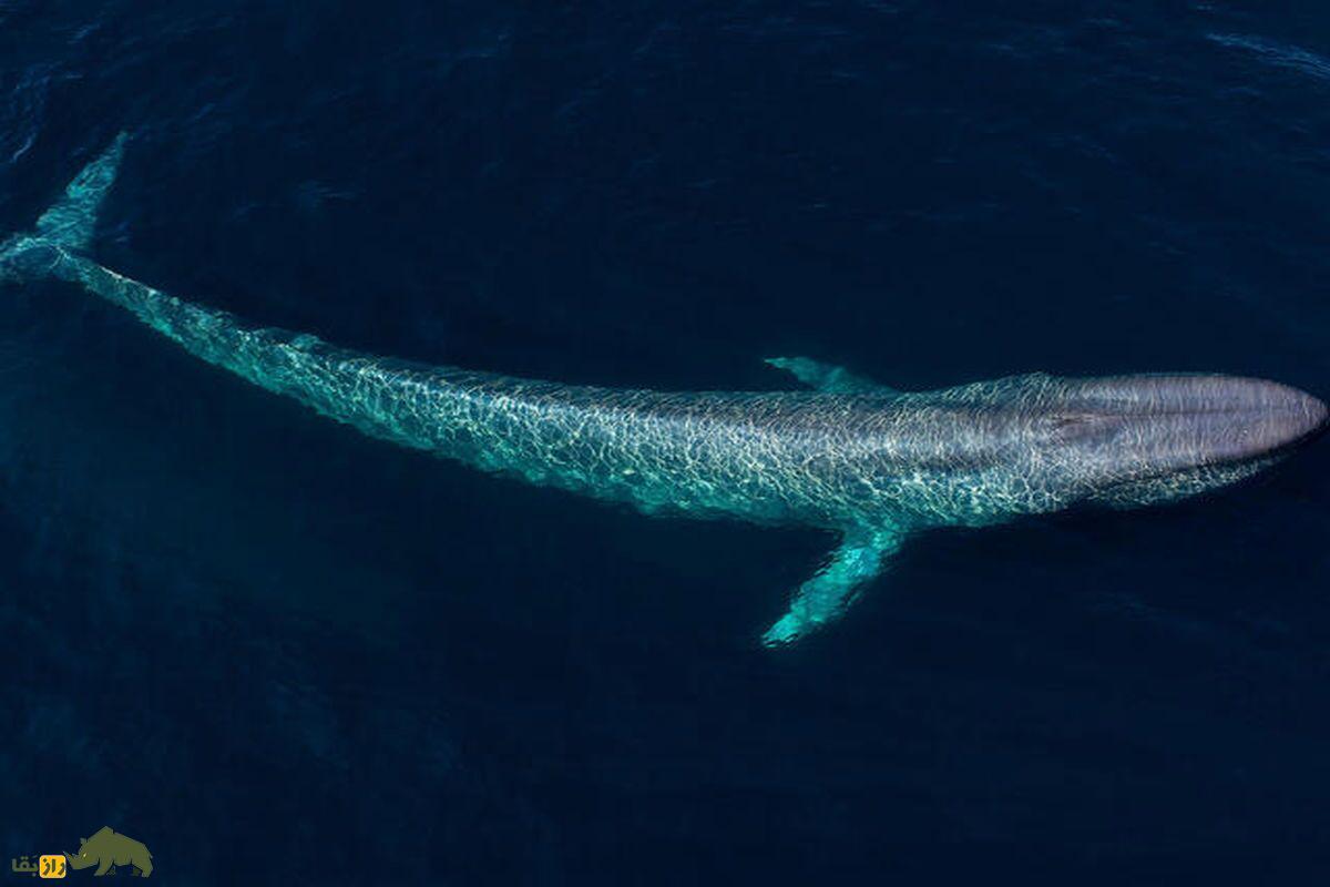 (ویدئو) تکامل نهنگ؛ موجود پاکستانی شبیه گرگ که به نهنگ تبدیل شد نهنگ ابی