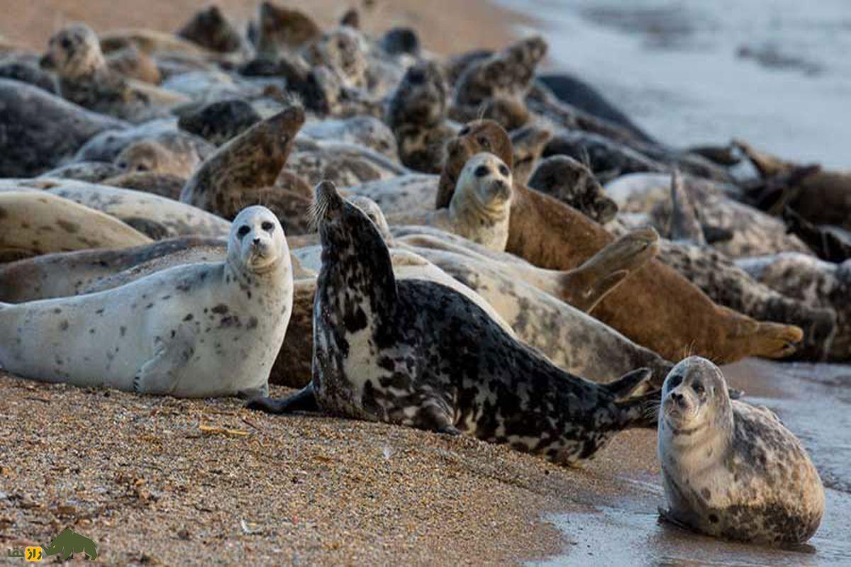 گله فک خزری