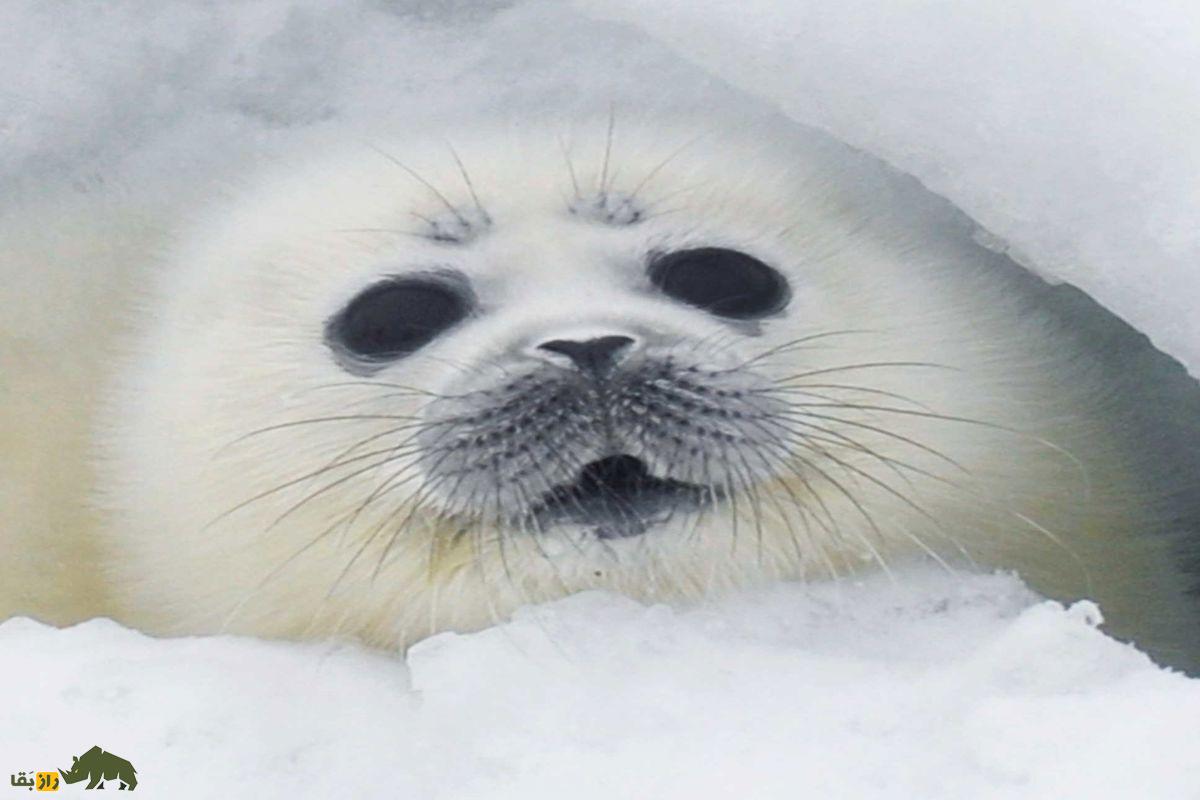 فک خزری سفید