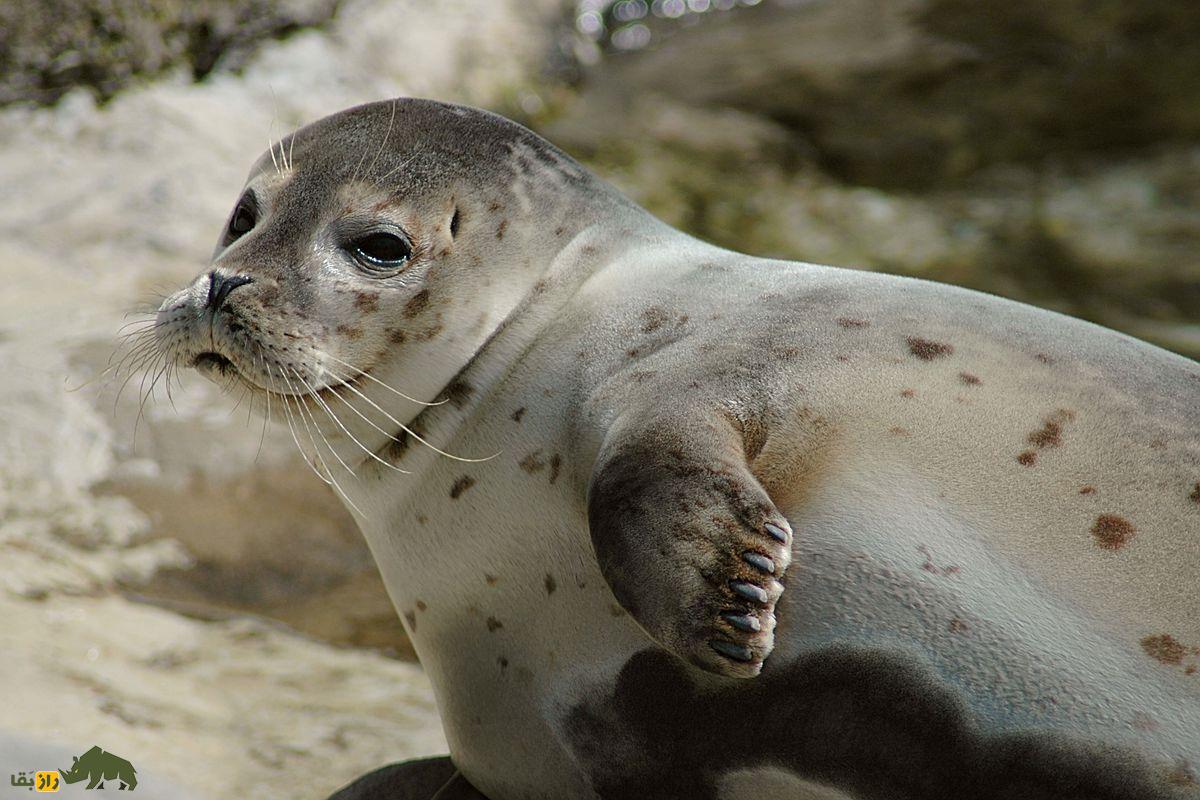 فک خزری خاکستری