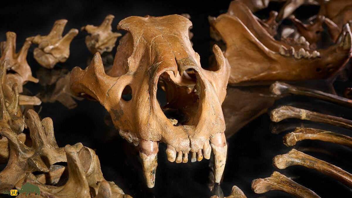 کدام حیوانات برای بقای نئاندرتال‌ها حیاتی بودند؟