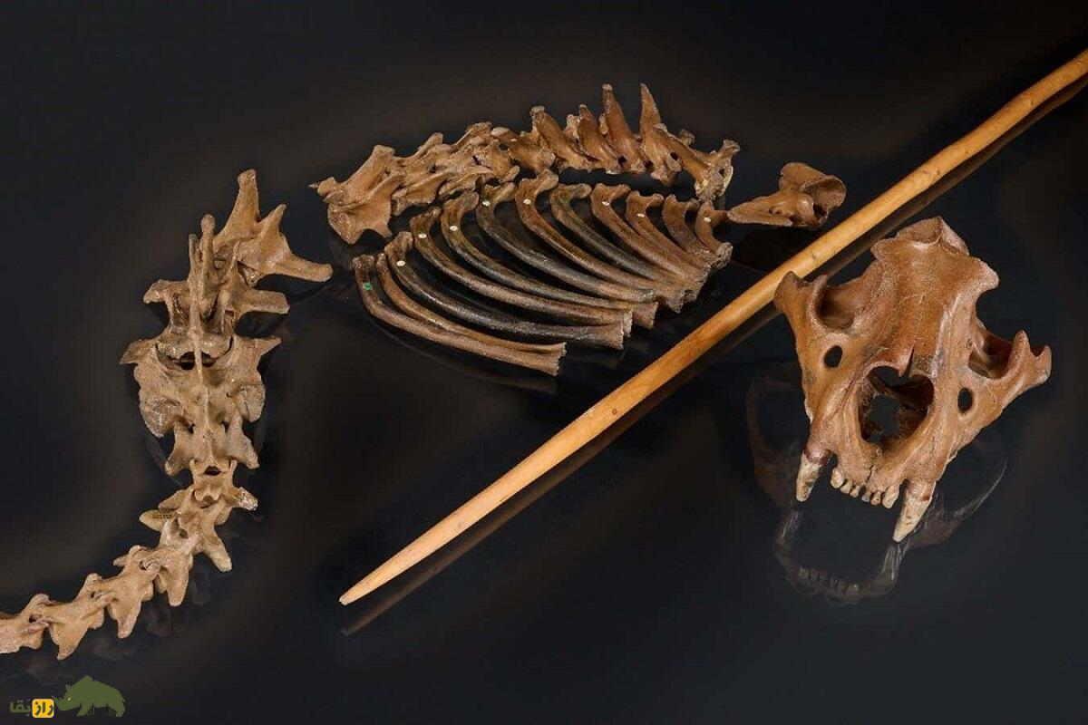 کدام حیوانات برای بقای نئاندرتال‌ها حیاتی بودند؟