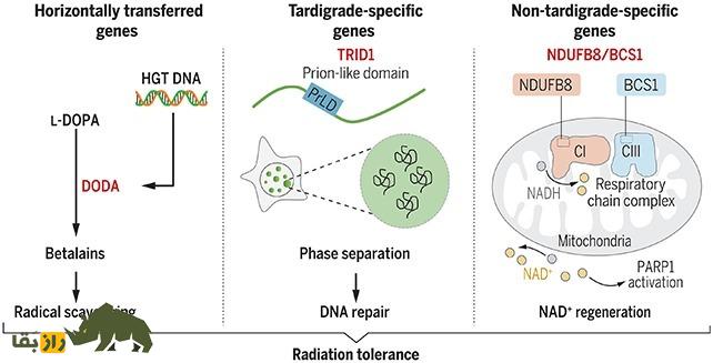 کشف مهم دنیای حیوانات؛ تاردیگرید‌ها مقاوم‌ترین موجودات در برابر اشعه هستند