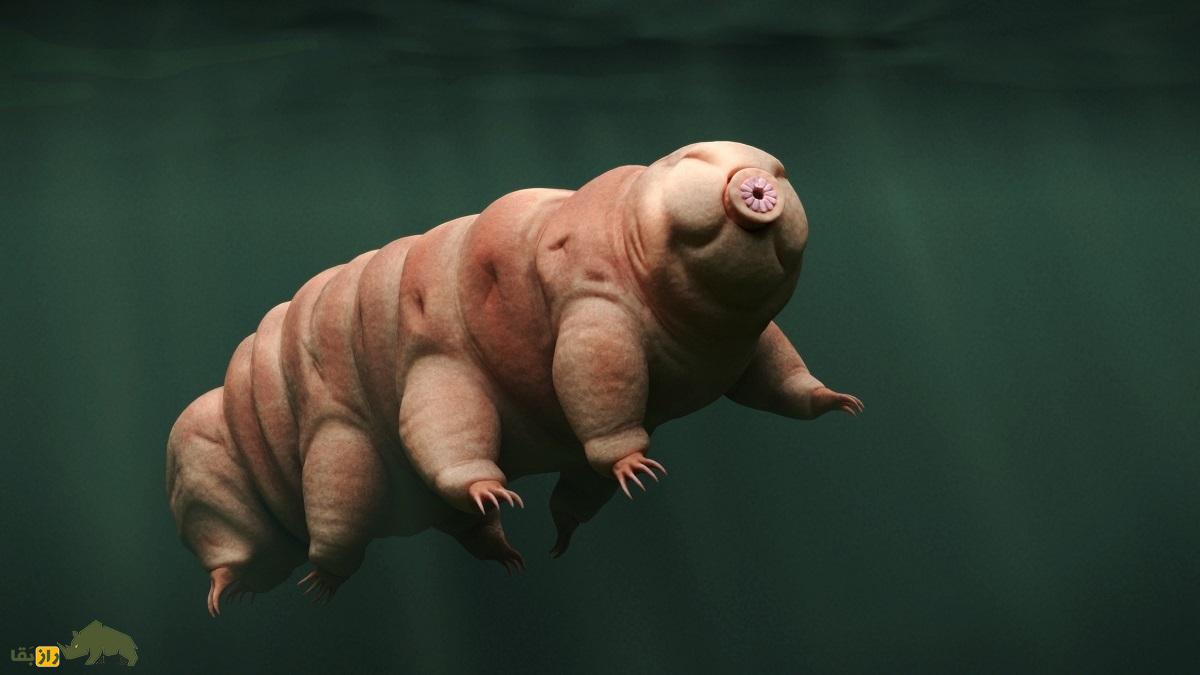 کشف مهم دنیای حیوانات؛ تاردیگرید‌ها مقاوم‌ترین موجودات در برابر اشعه هستند