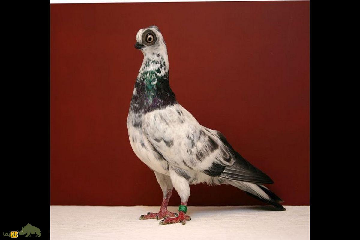 کبوتر بودا پست