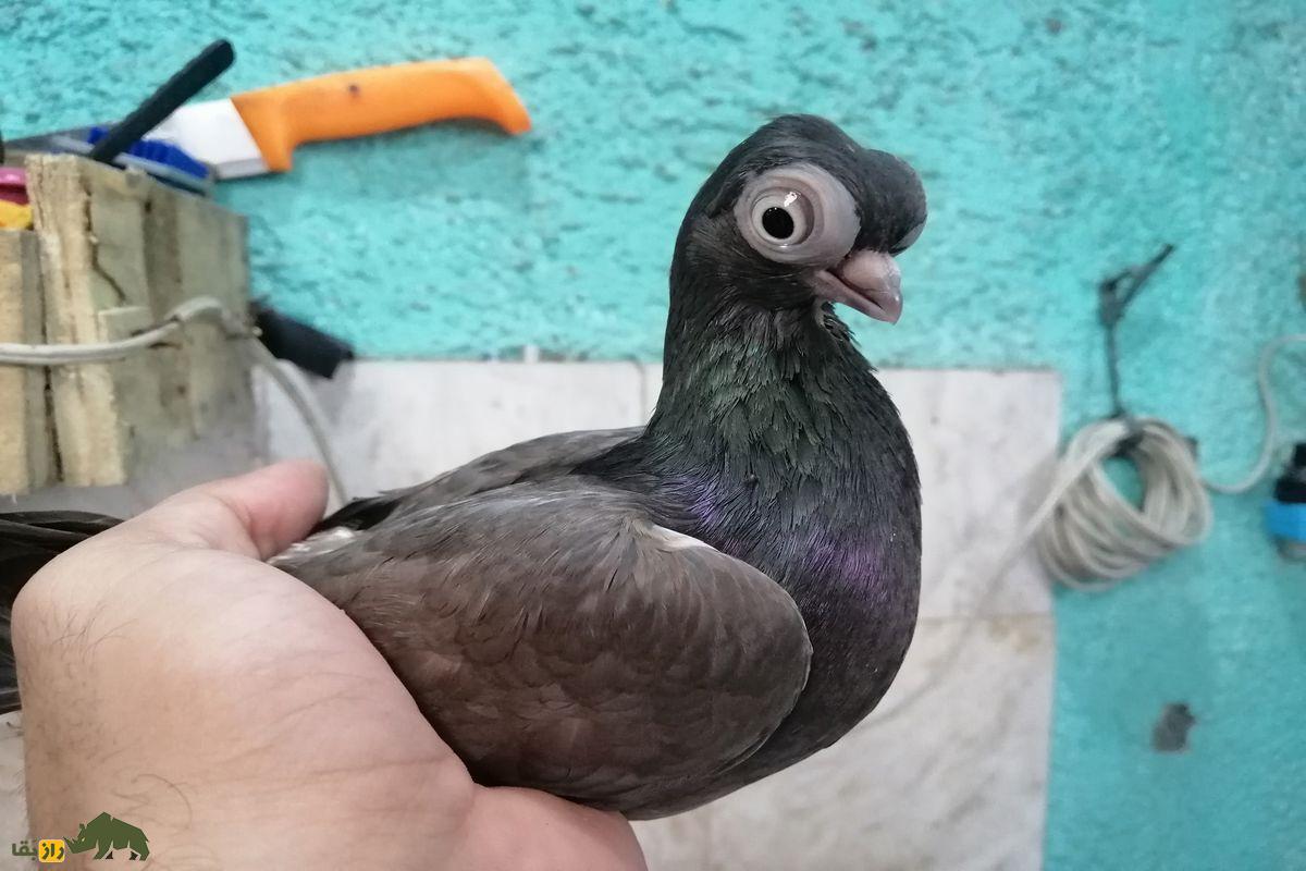 کبوتر بودا پست سبز و دیوار ابی