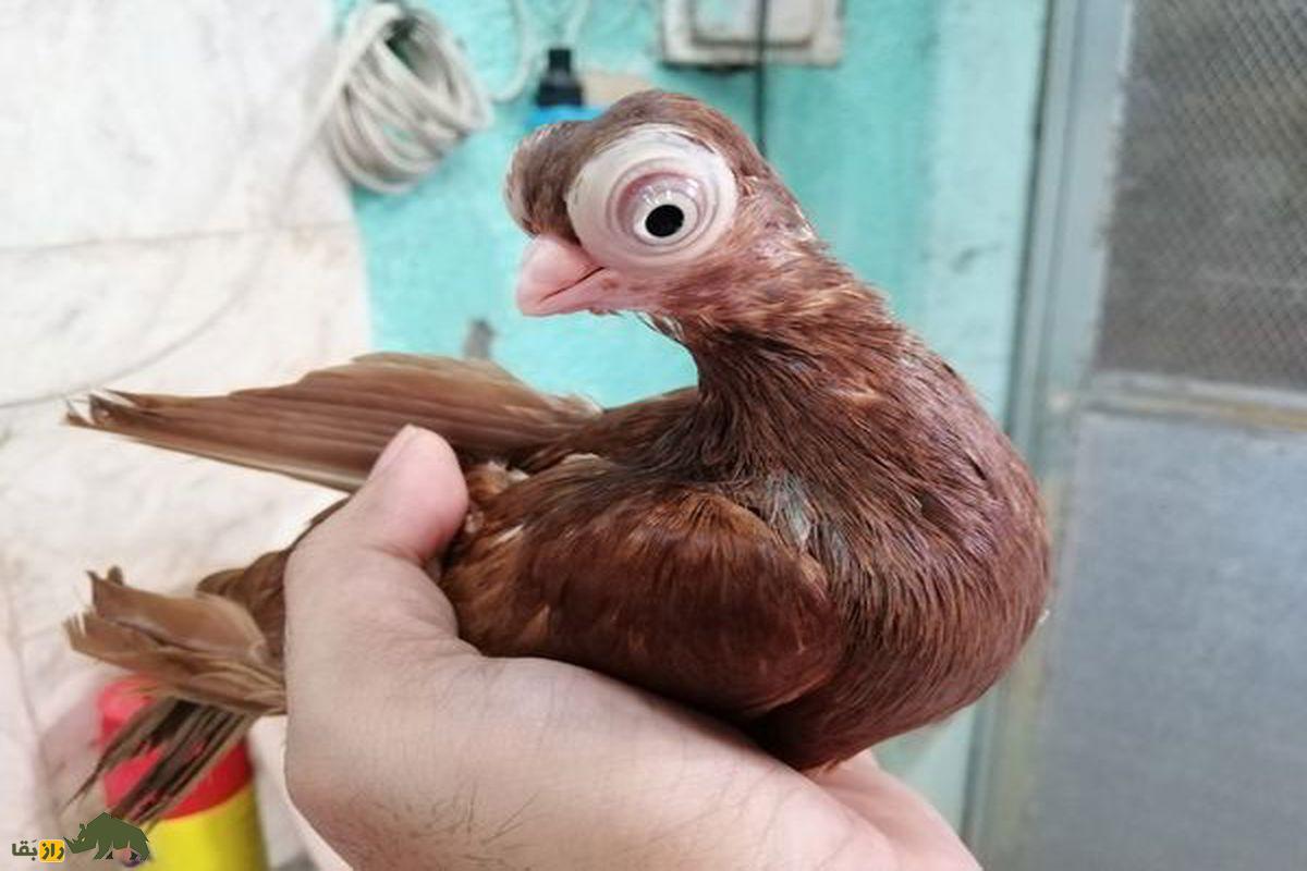 کبوتر بودا پست جوجه قهوه ای