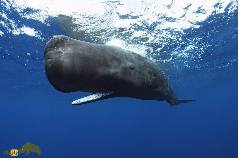 نهنگ اسپرم یا عنبر؛ نهنگی با مغز ۹ کیلویی که از مدفوعش بهترین عطرهای دنیا تولید میشود نهنگ اسپرم یا عنبر؛ نهنگی با مغز ۹ کیلویی که از مدفوعش بهترین عطرهای دنیا تولید میشود