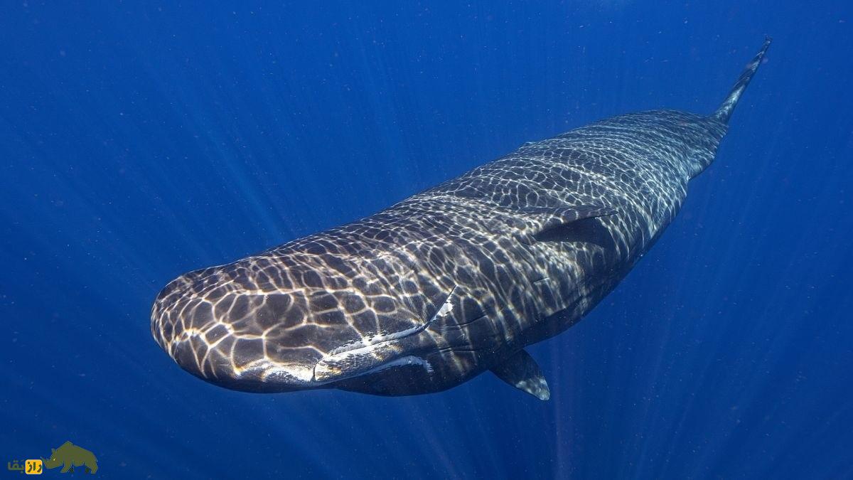 نهنگ اسپرم یا عنبر؛ نهنگی با مغز ۹ کیلویی که از مدفوعش بهترین عطرهای دنیا تولید میشود نهنگ اسپرم یا عنبر؛ نهنگی با مغز ۹ کیلویی که از مدفوعش بهترین عطرهای دنیا تولید میشود