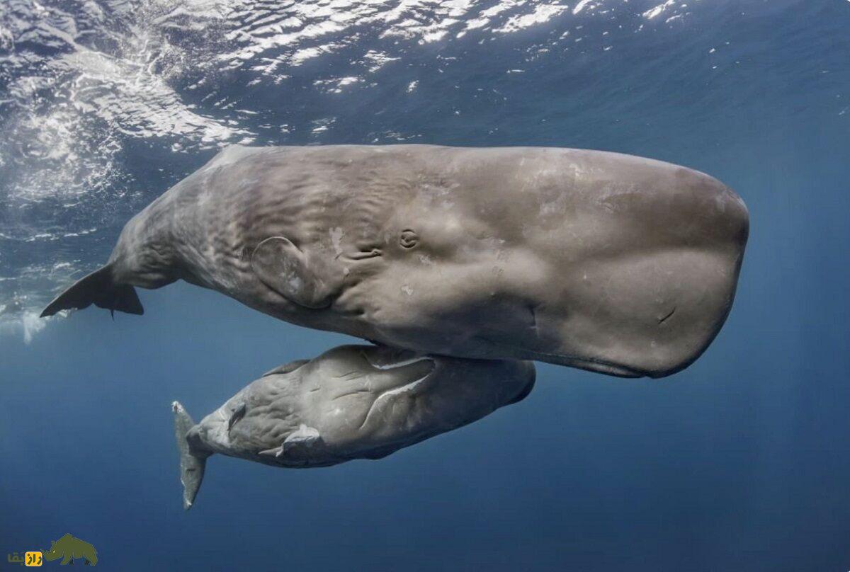 نهنگ اسپرم یا عنبر؛ نهنگی با مغز ۹ کیلویی که از مدفوعش بهترین عطرهای دنیا تولید میشود نهنگ اسپرم یا عنبر؛ نهنگی با مغز ۹ کیلویی که از مدفوعش بهترین عطرهای دنیا تولید میشود