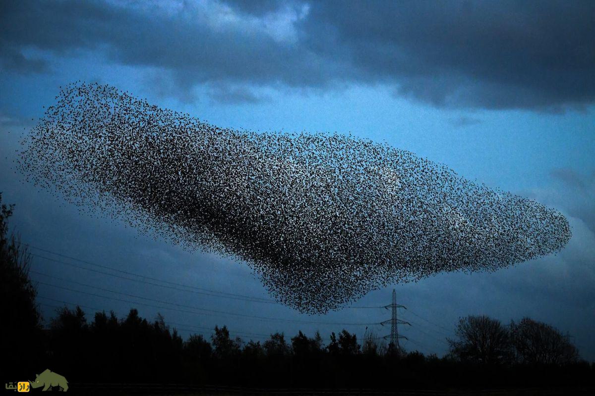 پرنده های سار در حال پرواز در یک دسته