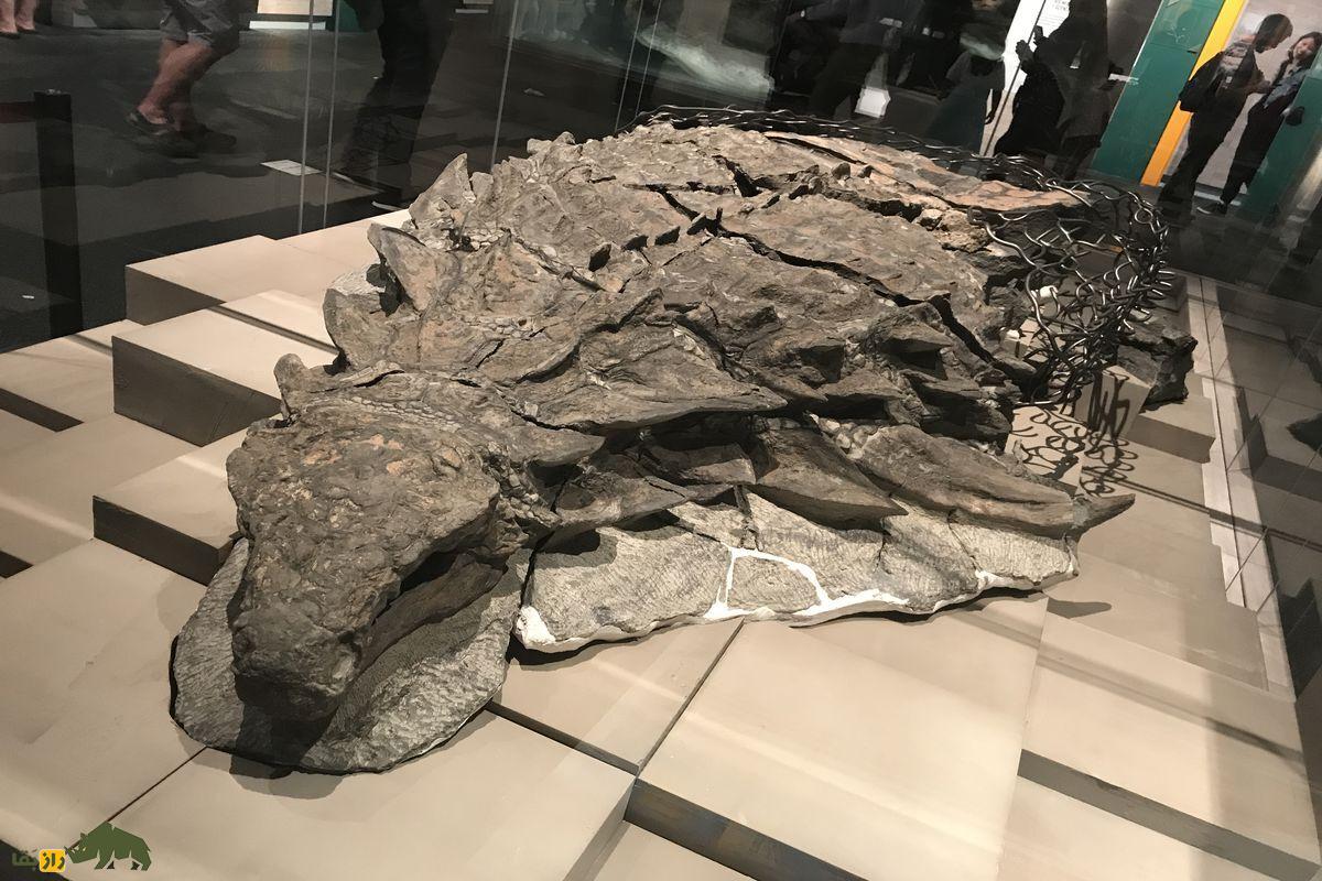 دایناسور زرهپوش؛ دایناسوری با جلیقه ضدگلوله دایناسور زرهپوش فسیل