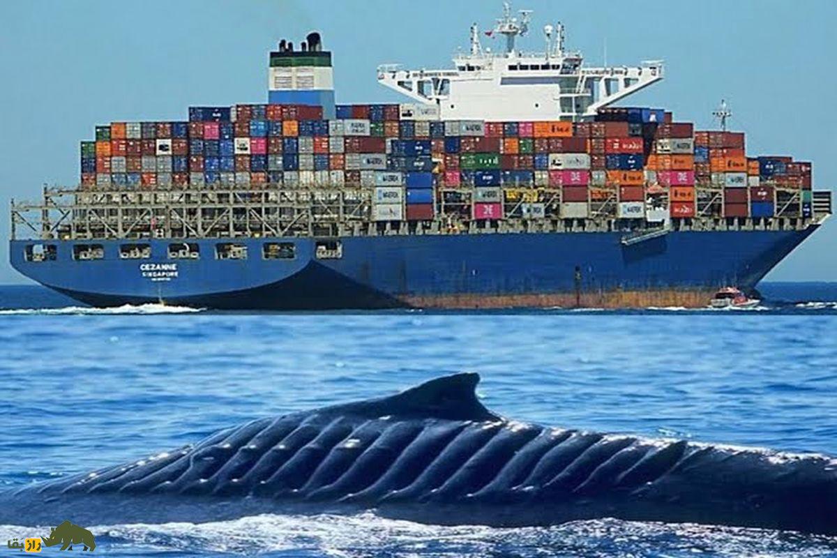 نهنگ کنار کشتی در دریا