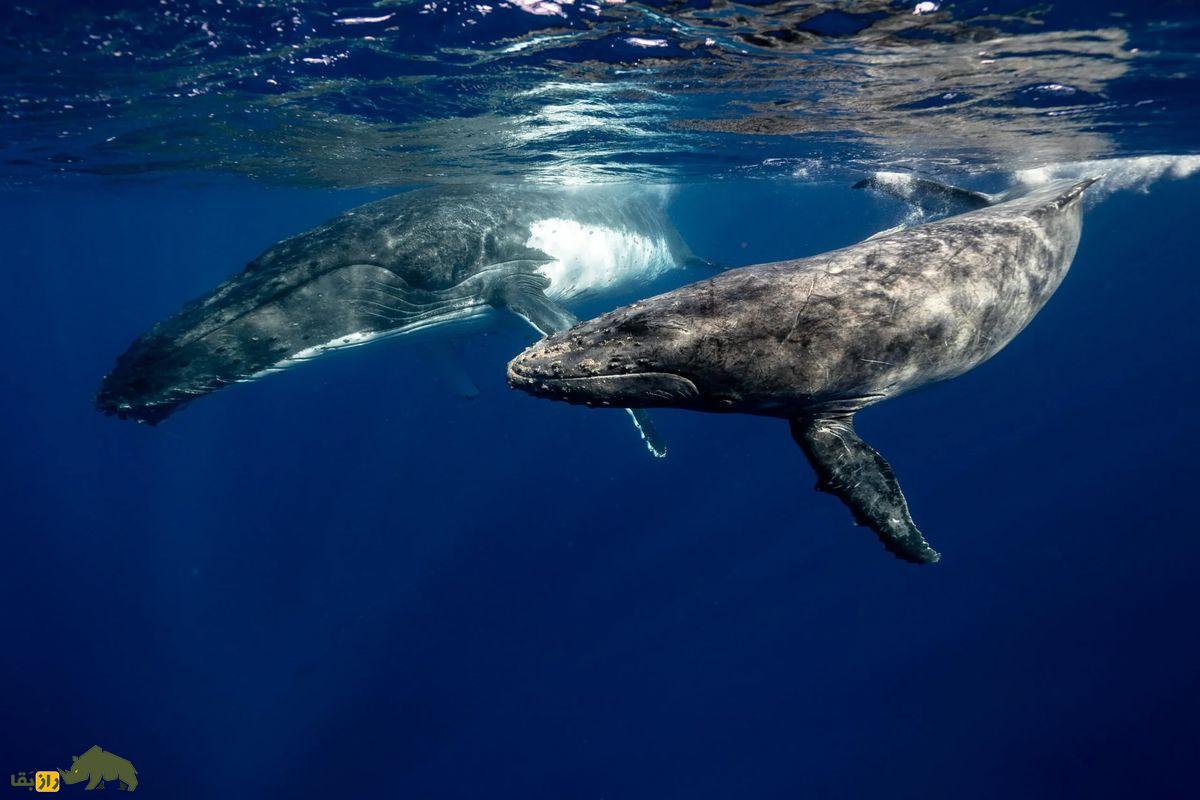 دو نهنگ کنار هم در اقیانوس