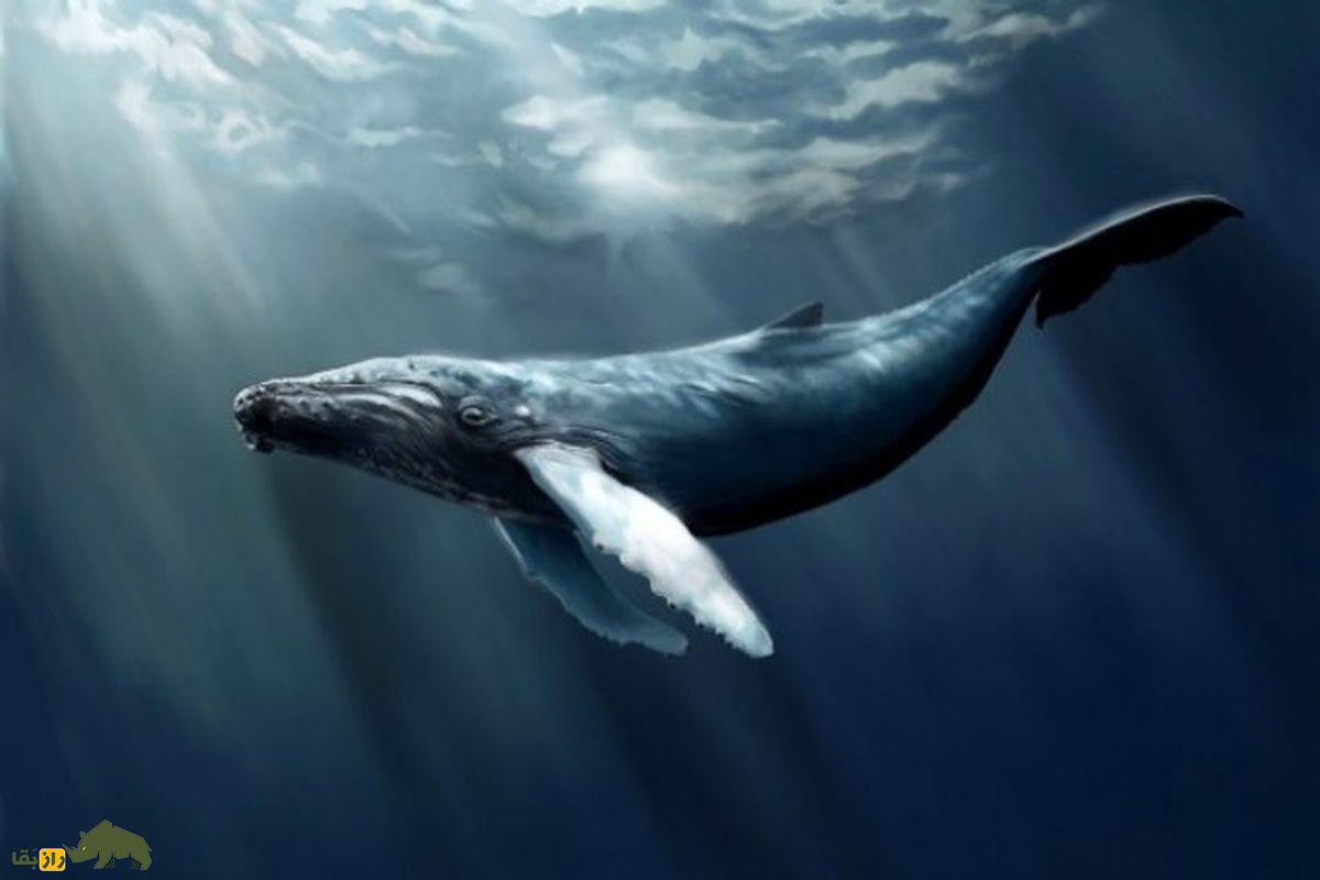 نهنگ خاکستری تنها در اقیانوس