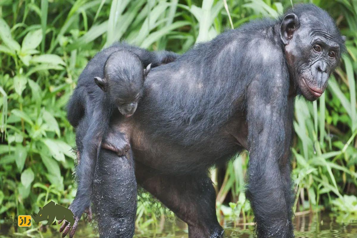 چرا فقط برخی از حیوانات عادت ماهانه دارند؟ کشف رازهای تکاملی و تأثیرات آن بر زاد و ولد شامپانزه سیاه درحال حمل بچه بر پشت