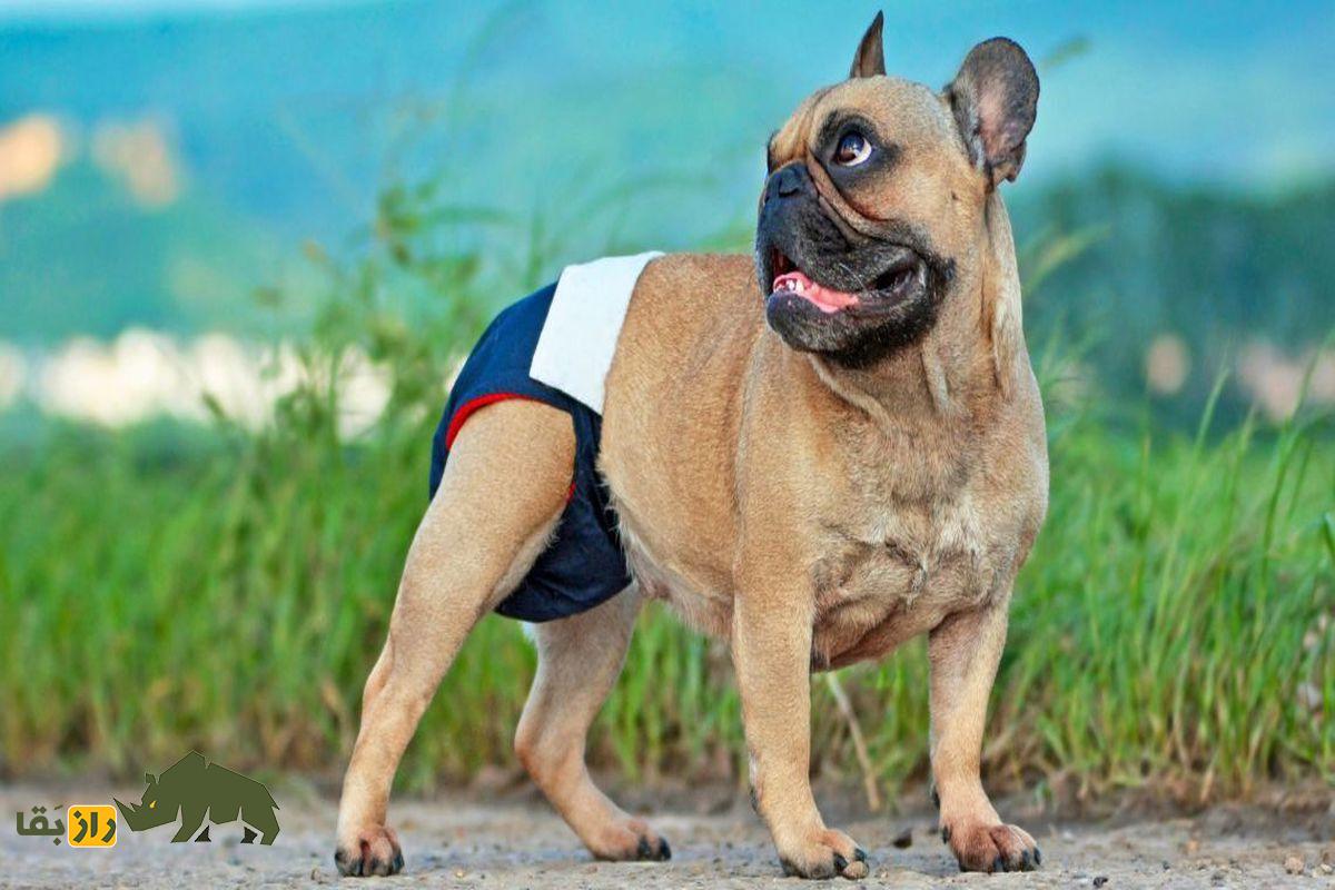 چرا فقط برخی از حیوانات عادت ماهانه دارند؟ کشف رازهای تکاملی و تأثیرات آن بر زاد و ولد سگی که بخاطر خون ریزی ماهانه بسته شده