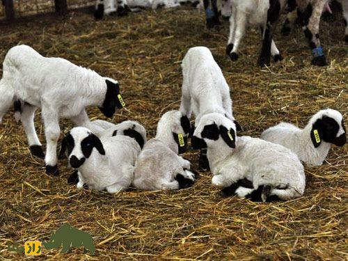 گوسفند خیوس؛ گوسفند یونانی با ظاهری متفاوت که روزی ۳.۵ لیتر شیر می‌دهد