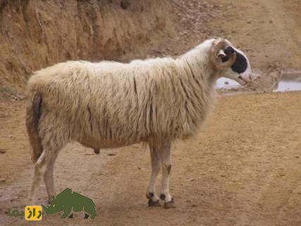 گوسفند خیوس؛ گوسفند یونانی با ظاهری متفاوت که روزی ۳.۵ لیتر شیر می‌دهد