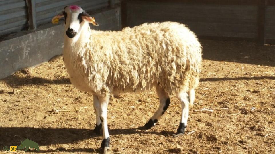 گوسفند خیوس؛ گوسفند یونانی با ظاهری متفاوت که روزی ۳.۵ لیتر شیر می‌دهد