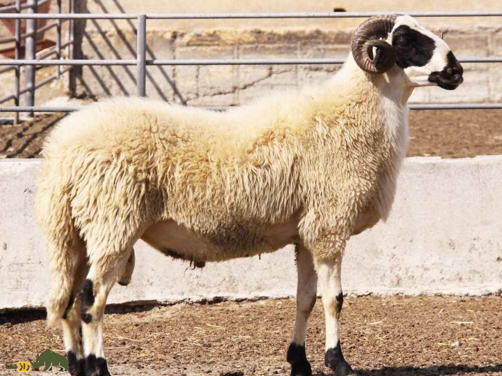 گوسفند خیوس؛ گوسفند یونانی با ظاهری متفاوت که روزی ۳.۵ لیتر شیر می‌دهد