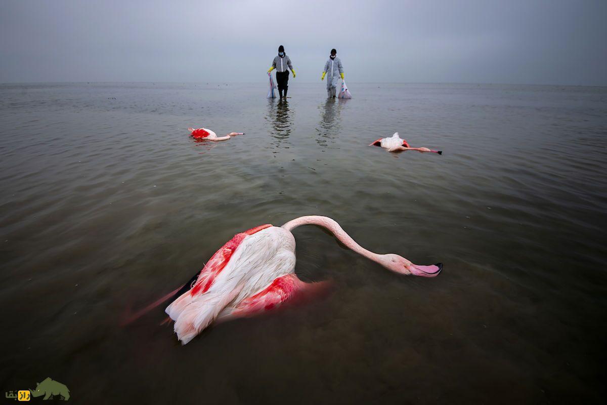 پلیکان مرده ماینکاله