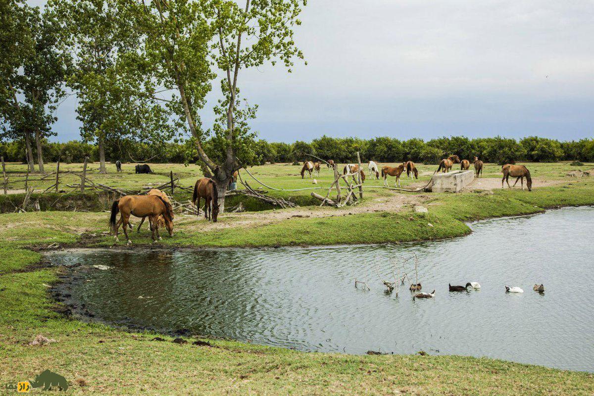 اسب های وحشی میانکاله