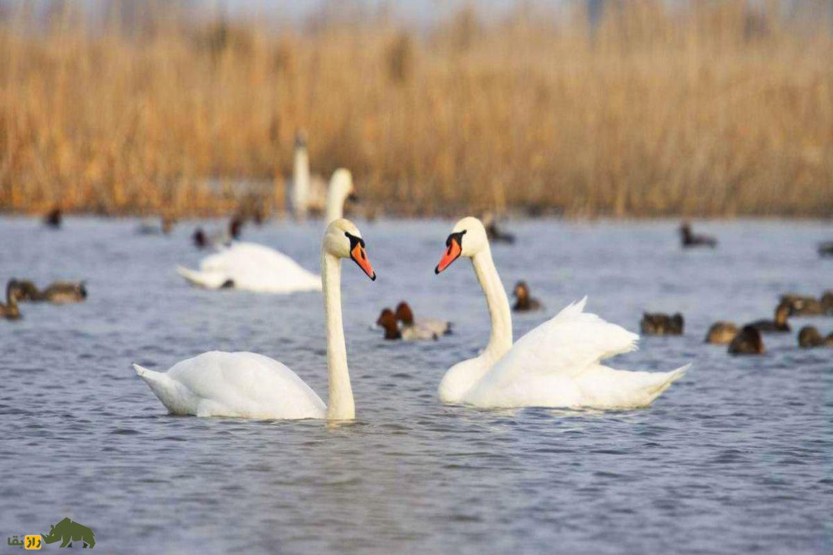 دو قو در تالاب میانکاله